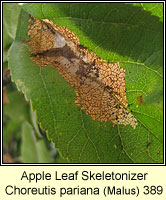 Apple Leaf Skeletonizer, Choreutis pariana