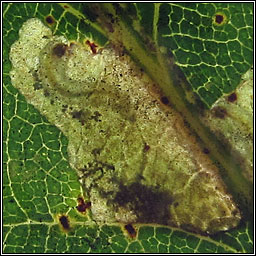 Ectoedemia subbimaculella