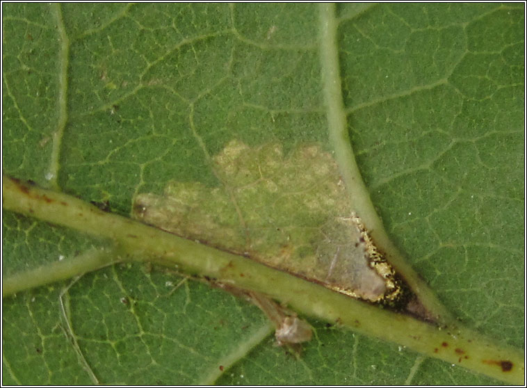 Ectoedemia subbimaculella