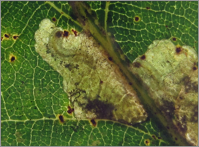 Ectoedemia subbimaculella