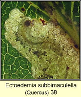 Ectoedemia subbimaculella