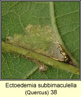 Ectoedemia subbimaculella