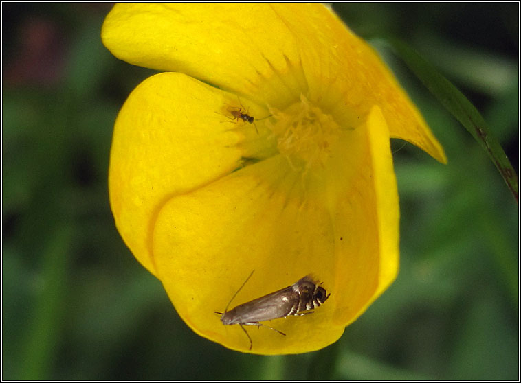 Cocksfoot Moth, Glyphipterix simpliciella