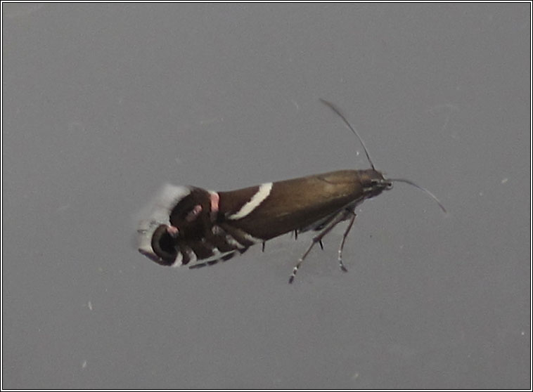 Glyphipterix schoenicolella