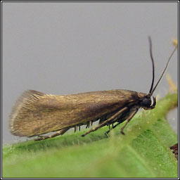 Glyphipterix fuscoviridella