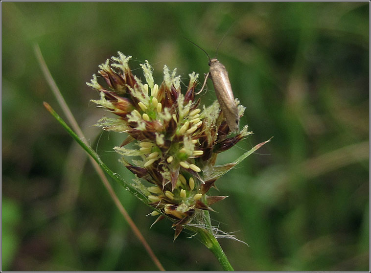 Glyphipterix fuscoviridella