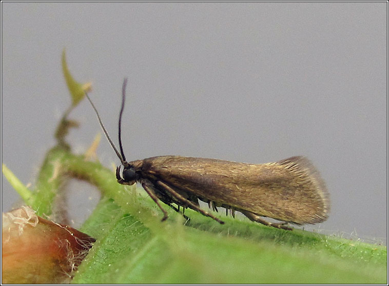 Glyphipterix fuscoviridella