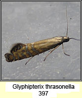 Glyphipterix thrasonella