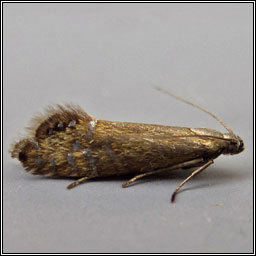 Glyphipterix thrasonella