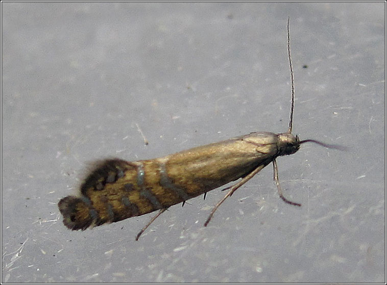 Glyphipterix thrasonella