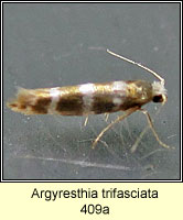 Argyresthia trifasciata