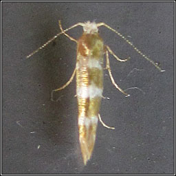 Argyresthia trifasciata