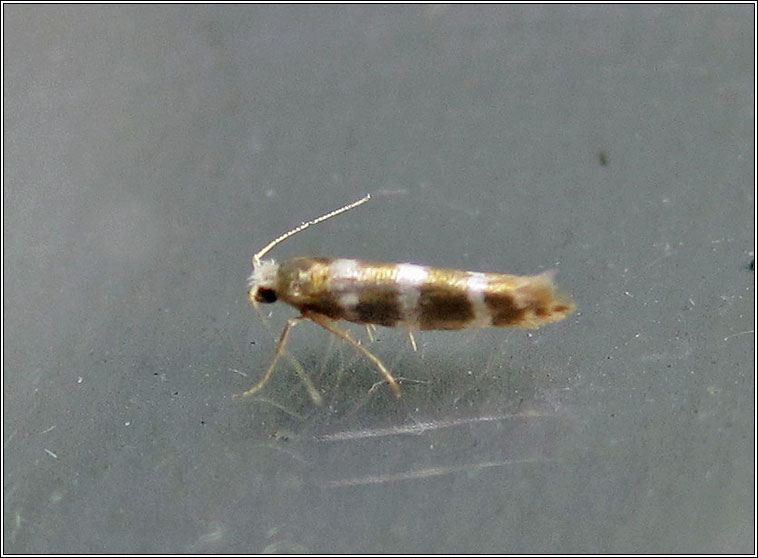 Argyresthia trifasciata