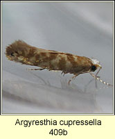 Argyresthia cupressella