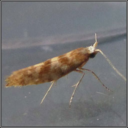 Argyresthia cupressella