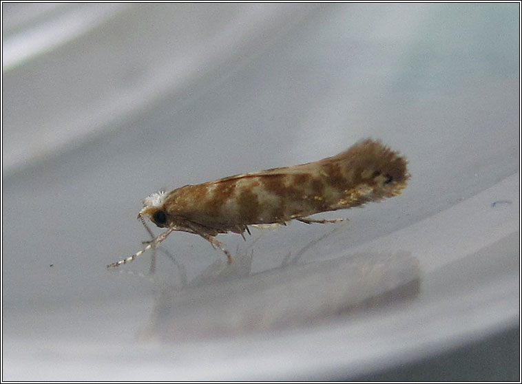 Argyresthia cupressella