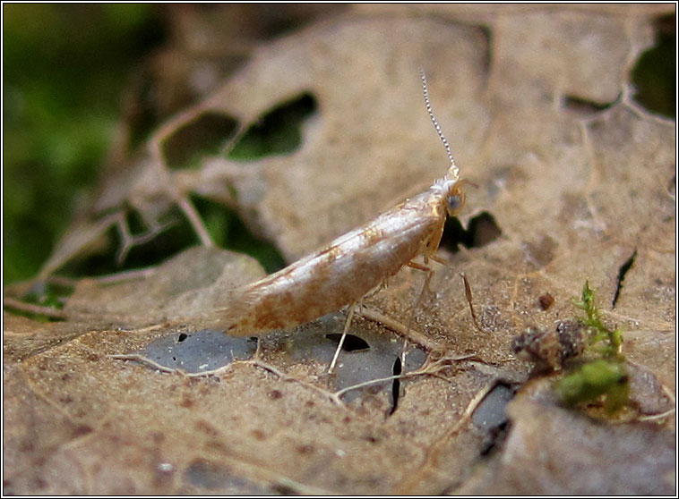 Argyresthia cupressella