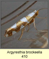 Argyresthia brockeella