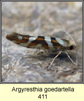 Argyresthia goedartella