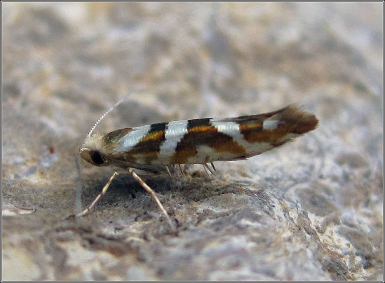 Argyresthia goedartella