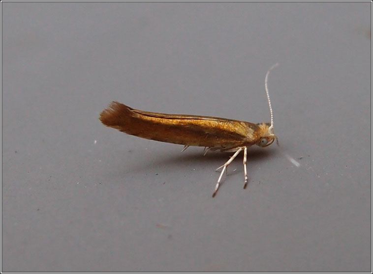 Argyresthia goedartella