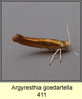 Argyresthia goedartella