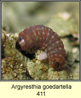 Argyresthia goedartella