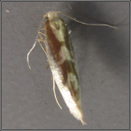 Argyresthia pygmaeella