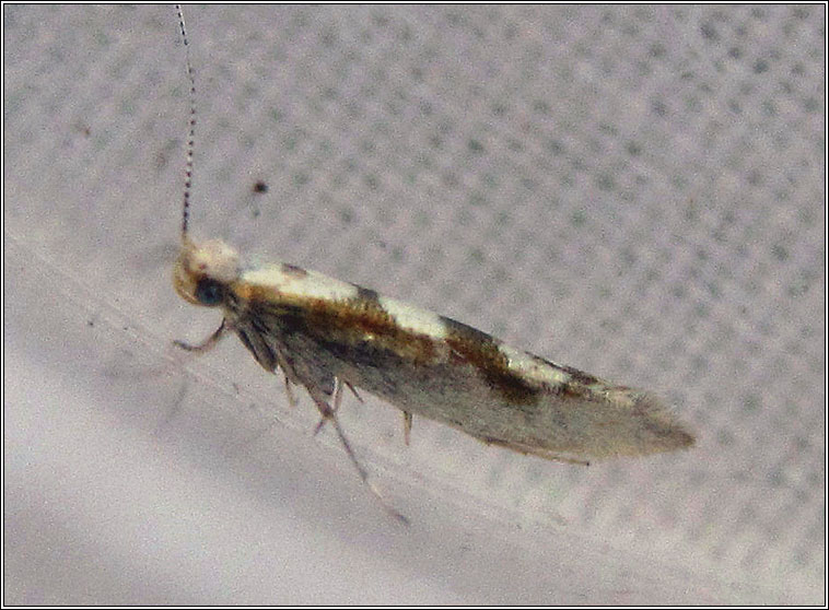 Argyresthia pygmaeella