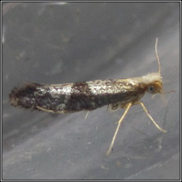 Argyresthia glaucinella