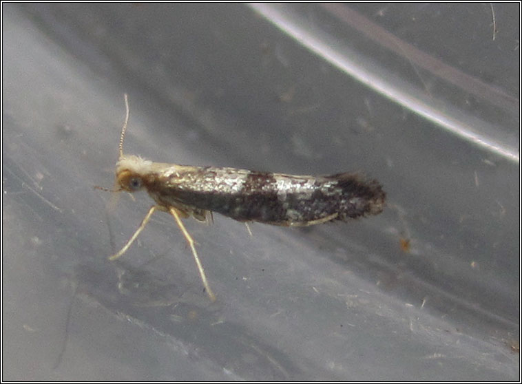 Argyresthia glaucinella