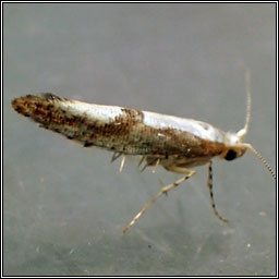 Argyresthia semifusca