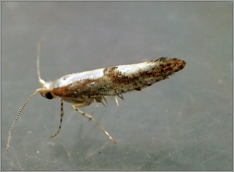 Argyresthia semifusca