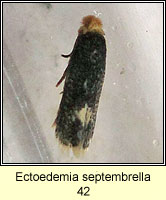 Ectoedemia septembrella