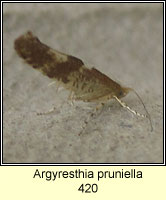 Argyresthia pruniella