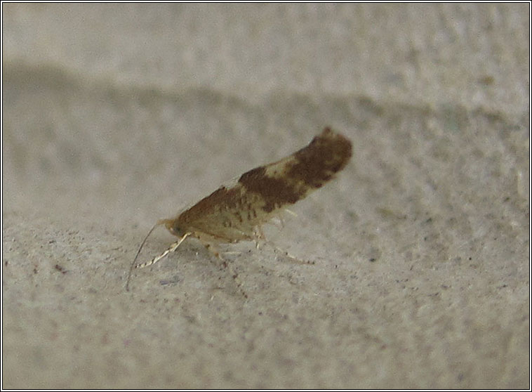 Argyresthia pruniella