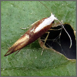 Argyresthia albistria