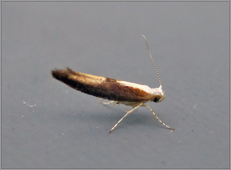 Argyresthia albistria