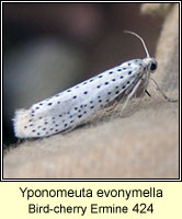 Yponomeuta evonymella, Bird-cherry Ermine