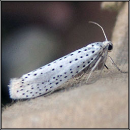 Bird-cherry Ermine, Yponomeuta evonymella