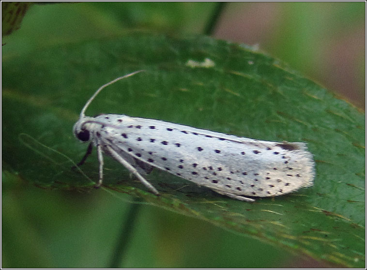 Bird-cherry Ermine, Yponomeuta evonymella