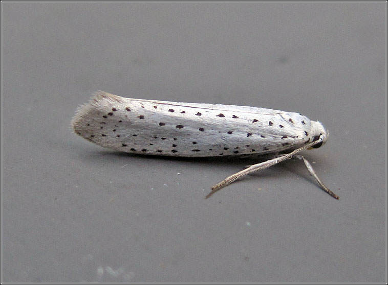 Bird-cherry Ermine, Yponomeuta evonymella