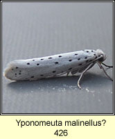 Yponomeuta malinellus, Apple Ermine