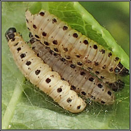 Yponomeuta cagnagella, Spindle Ermine