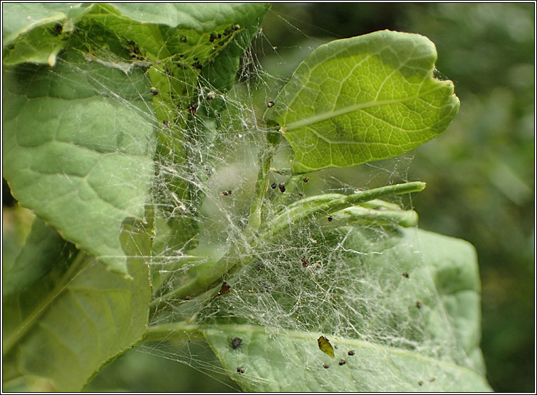 Yponomeuta cagnagella, Spindle Ermine