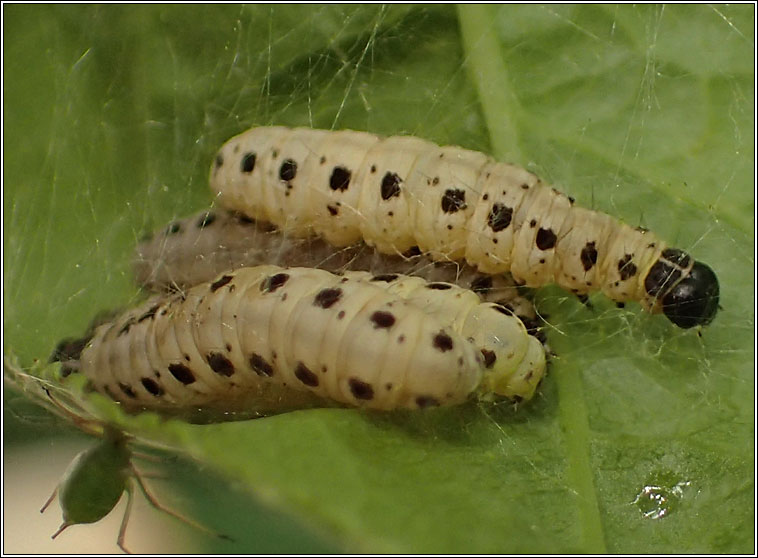 Yponomeuta cagnagella, Spindle Ermine