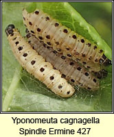 Yponomeuta cagnagella, Spindle Ermine