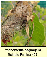 Yponomeuta cagnagella, Spindle Ermine