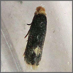 Ectoedemia septembrella