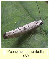 Yponomeuta plumbella